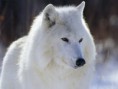 /album/photo-gallery-soorten-wolven/baffin-island-toendra-wolf-jpg/